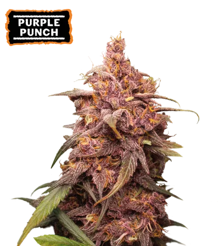 Purple Punch van Seedstockers