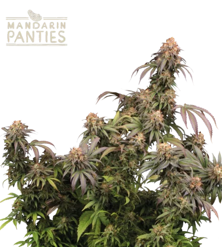 Mandarine Panties van Seedstockers