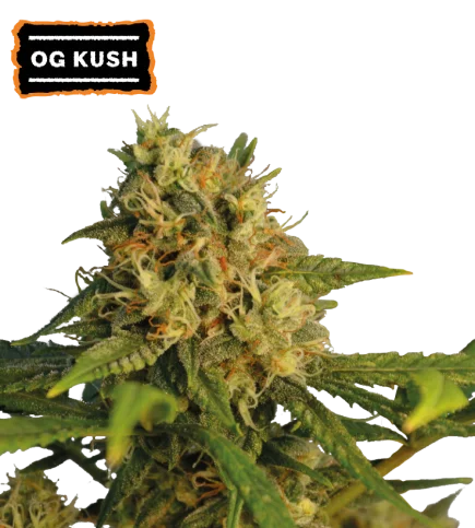 O.G. Kush van Seedstockers