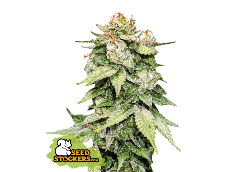 Gorilla Glue van Seedstockers