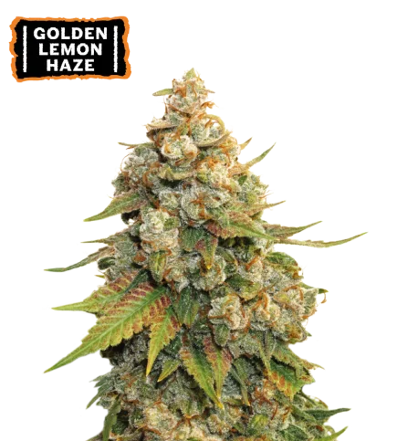 Golden Lemon Haze van Seedstockers