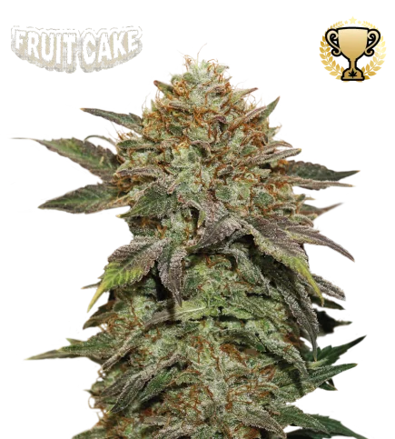 Fruit Cake van Seedstockers