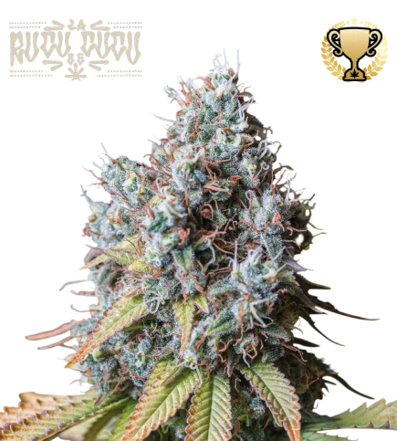 Rucu Cucu OG van Seedstockers
