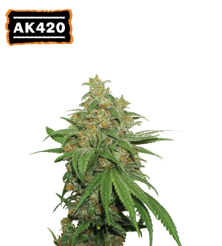 AK420 van Seedstockers