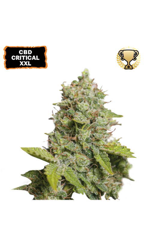 CBD Critical XXL by Seedstockers
