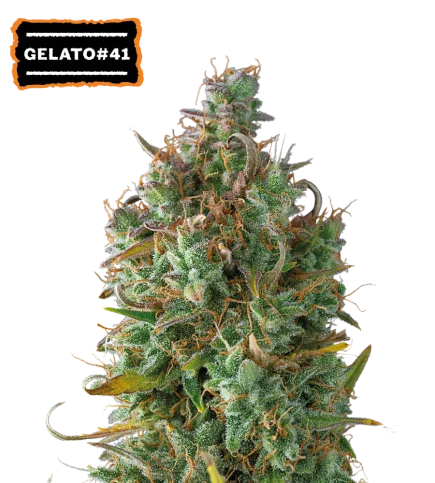 Gelato 41 van Seedstockers