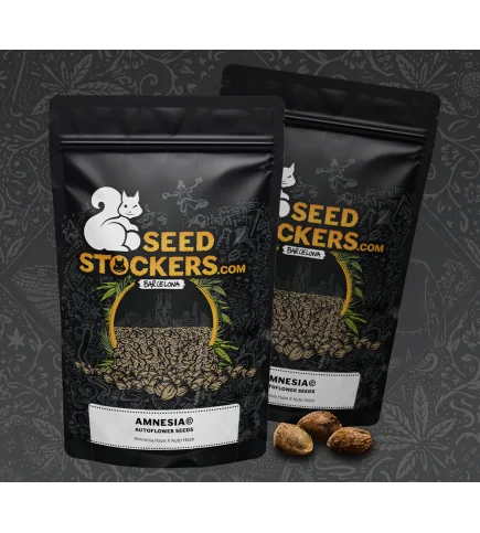 Amnesia van Seedstockers