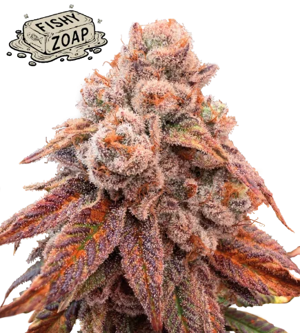 Fishy Zoap van Seedstockers