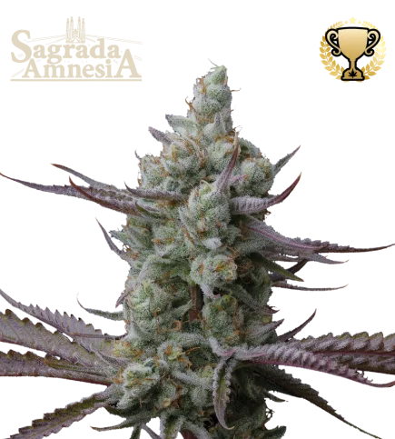 Sagrada Amnesia van Seedstockers