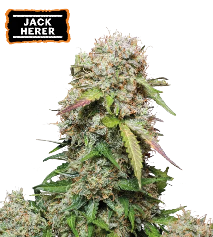Jack Herrer van Seedstockers