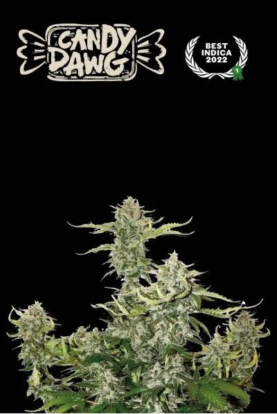 Superior Candy Dawg van Seedstockers