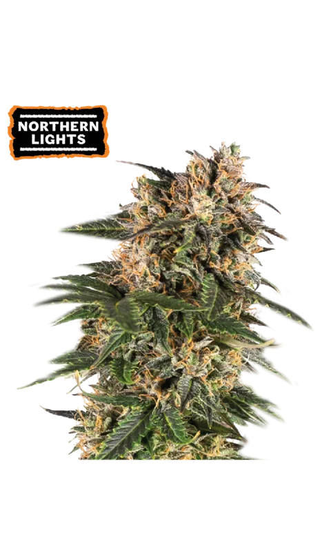 Northern Lights van Seedstockers
