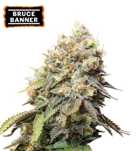Bruce Banner van Seedstockers