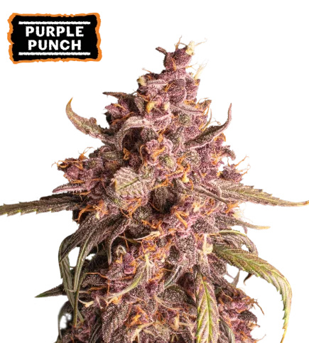 Purple Punch van Seedstockers