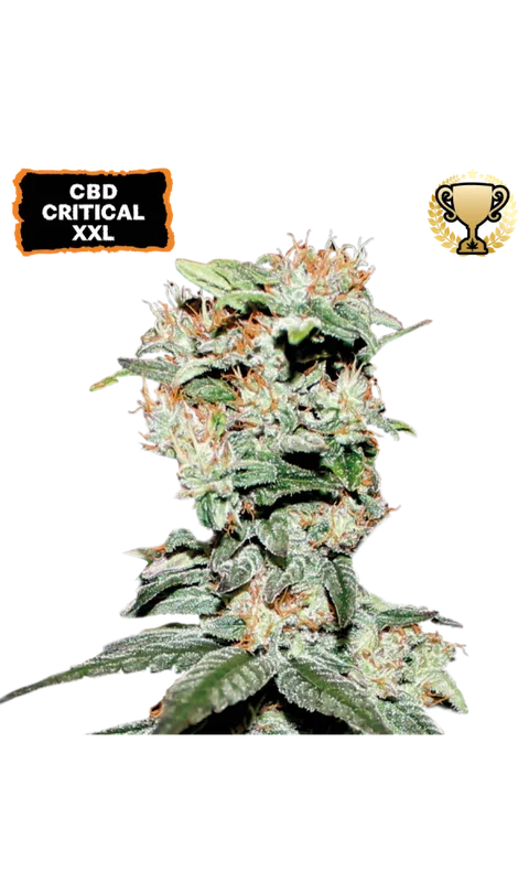CBD Critical XXL van Seedstockers