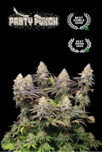 Superior Panty Punch van Seedstockers