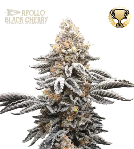 Apollo Black Cherry van Seedstockers