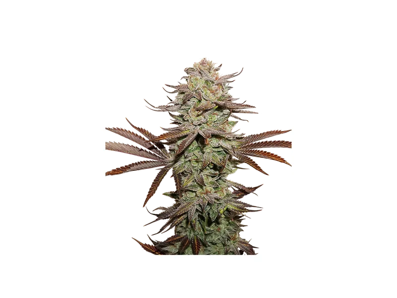 Sticky Fingers van Seedstockers
