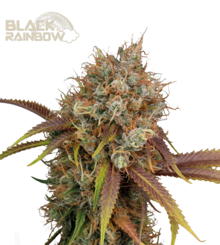 Black Rainbow van Seedstockers