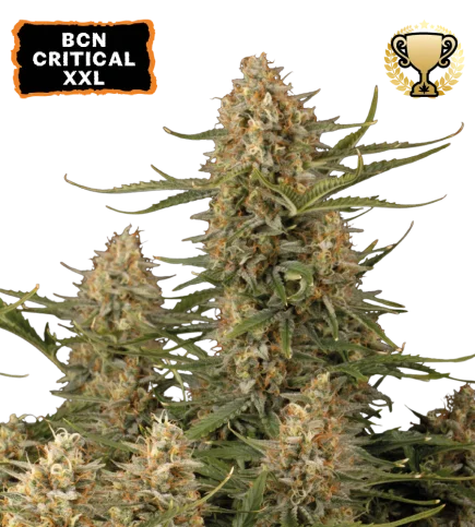 BCN Critical XXL van Seedstockers