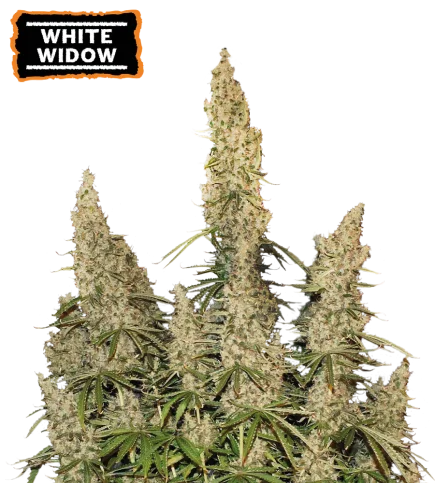 White Widow van Seedstockers