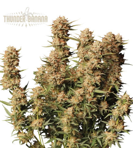 Thunder Banana van Seedstockers