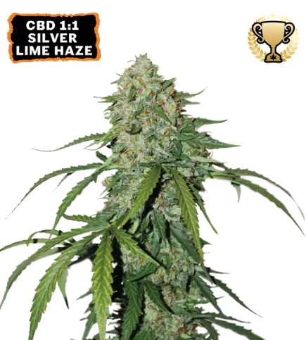 CBD 1:1 Silver Lime Haze van Seedstockers