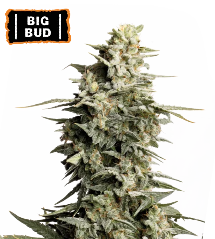 Big Bud van Seedstockers