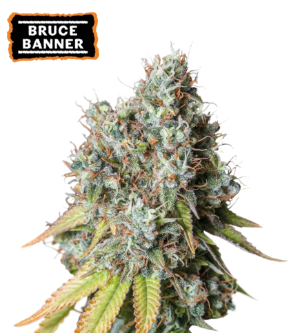 Bruce Banner van Seedstockers