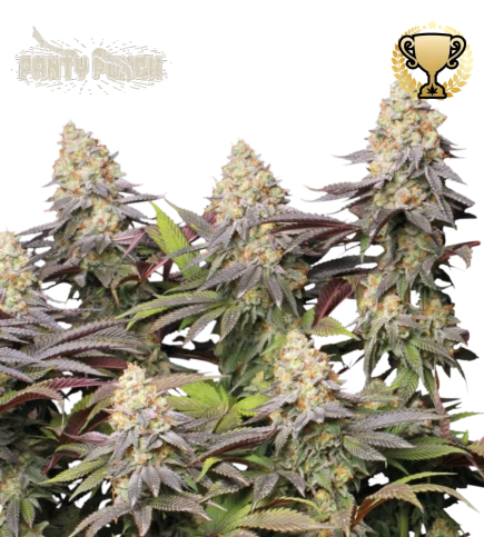 Panty Punch van Seedstockers