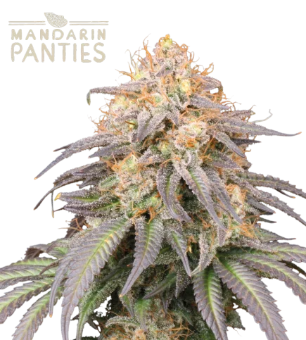 Mandarin Panties van Seedstockers