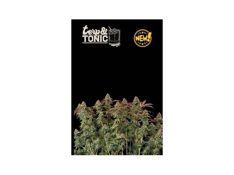 Terp and Tonic van Seedstockers