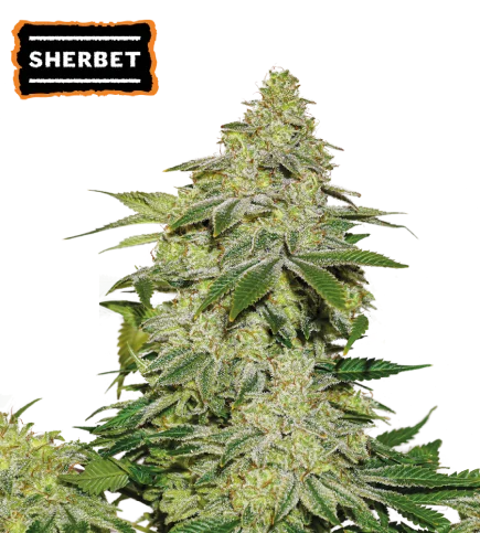 Sherbet van Seedstockers