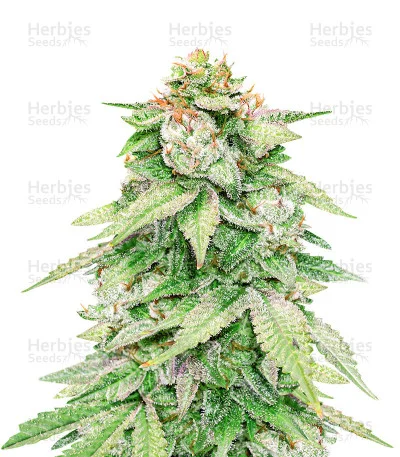 GG#4 Original Glue van Seedstockers