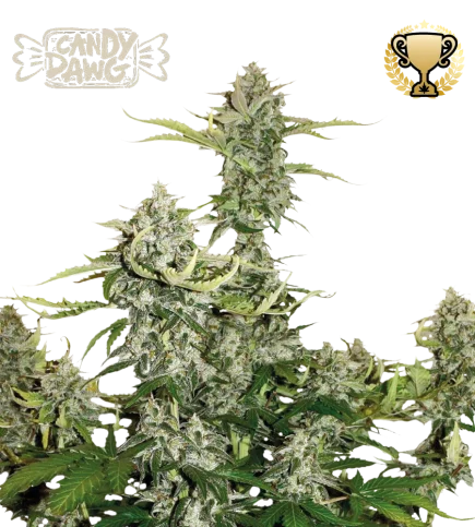 Candy Dawg van Seedstockers