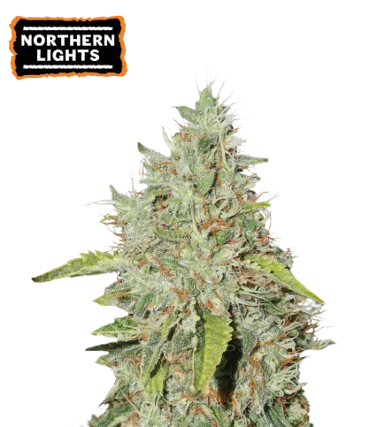 Northern Lights van Seedstockers