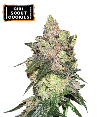 Girl Scout Cookies van Seedstockers