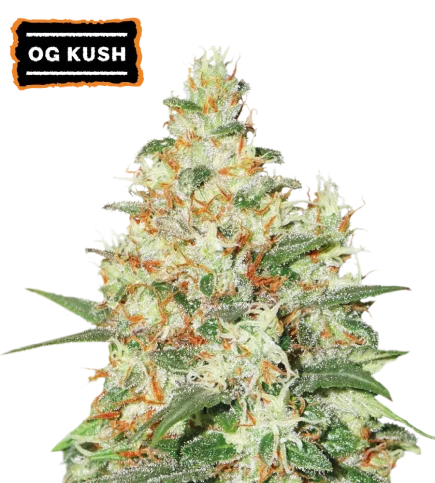O.G. Kush van Seedstockers