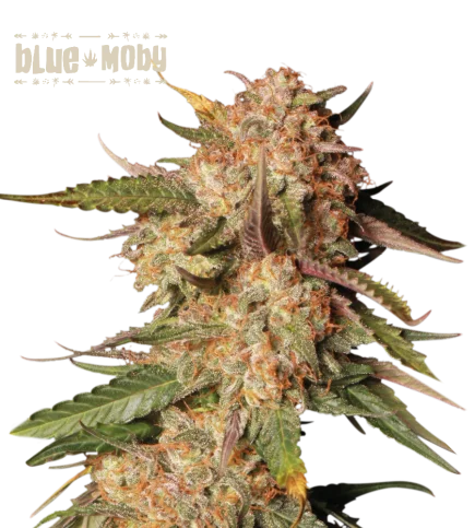 Blue Moby van Seedstockers