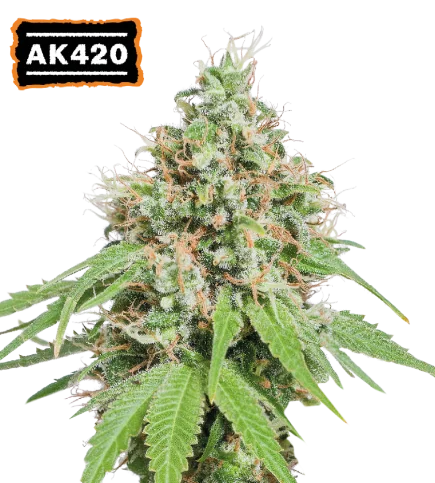 AK420 van Seedstockers
