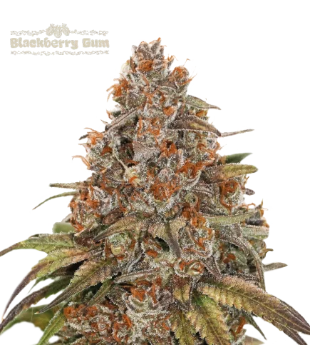 Blackberry Gum van Seedstockers
