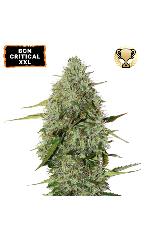 BCN Critical XXL by Seedstockers