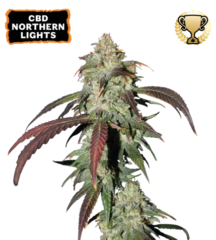 CBD Northern Lights van Seedstockers