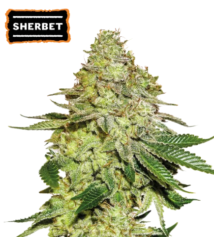 Sherbet van Seedstockers