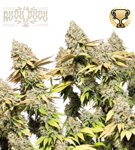 Rucu Cucu OG van Seedstockers