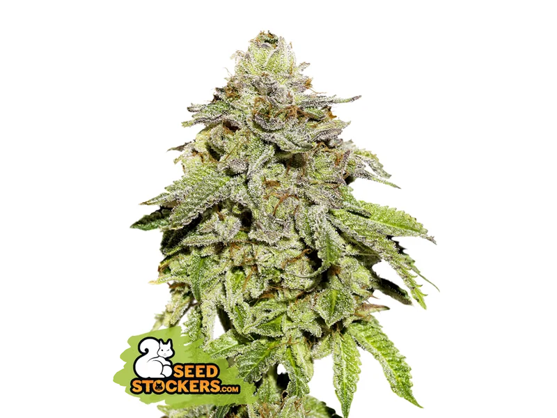 Cookies and Cream van Seedstockers