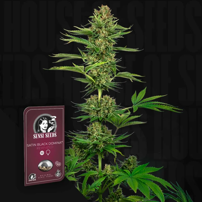 Satin Black Domina CBD van Sensi Seeds
