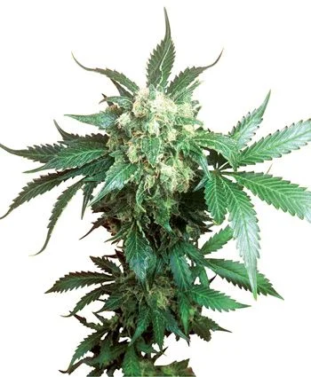 Black Domina van Sensi Seeds