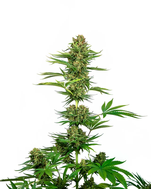 Satin Black Domina CBD van Sensi Seeds