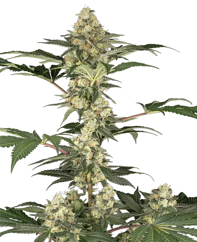 Lemon Pavlova van Sensi Seeds